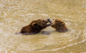 Ours brun dans l'eau